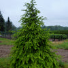 Tsuga canadensis Eastern Hemlock