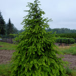 Tsuga canadensis Eastern Hemlock