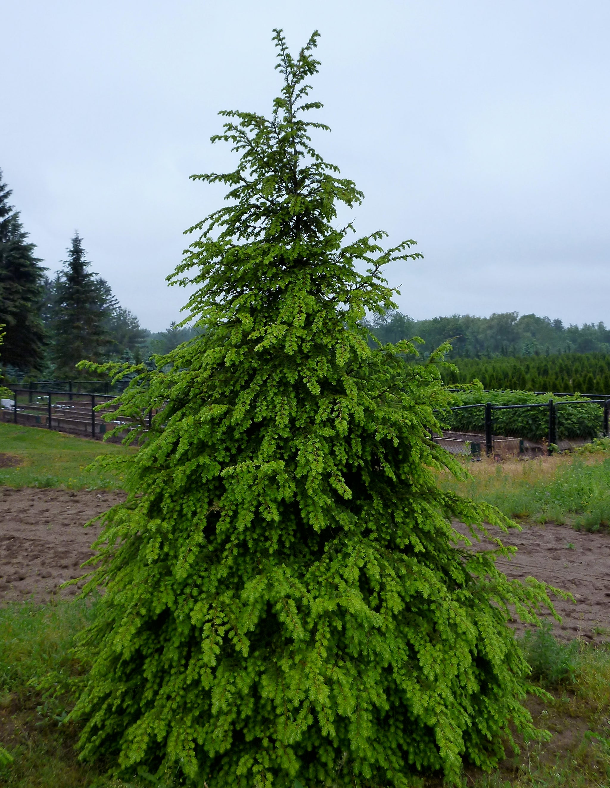 Tsuga canadensis Eastern Hemlock