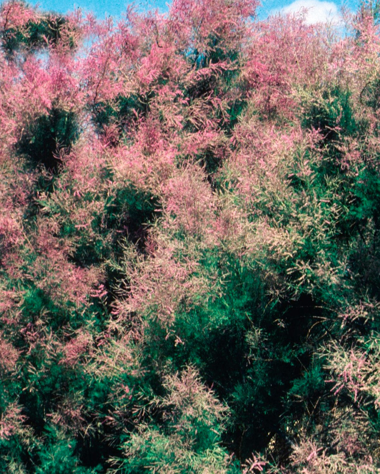 Tamarix ramosissima Summer Glow Summer Glow Tamarisk