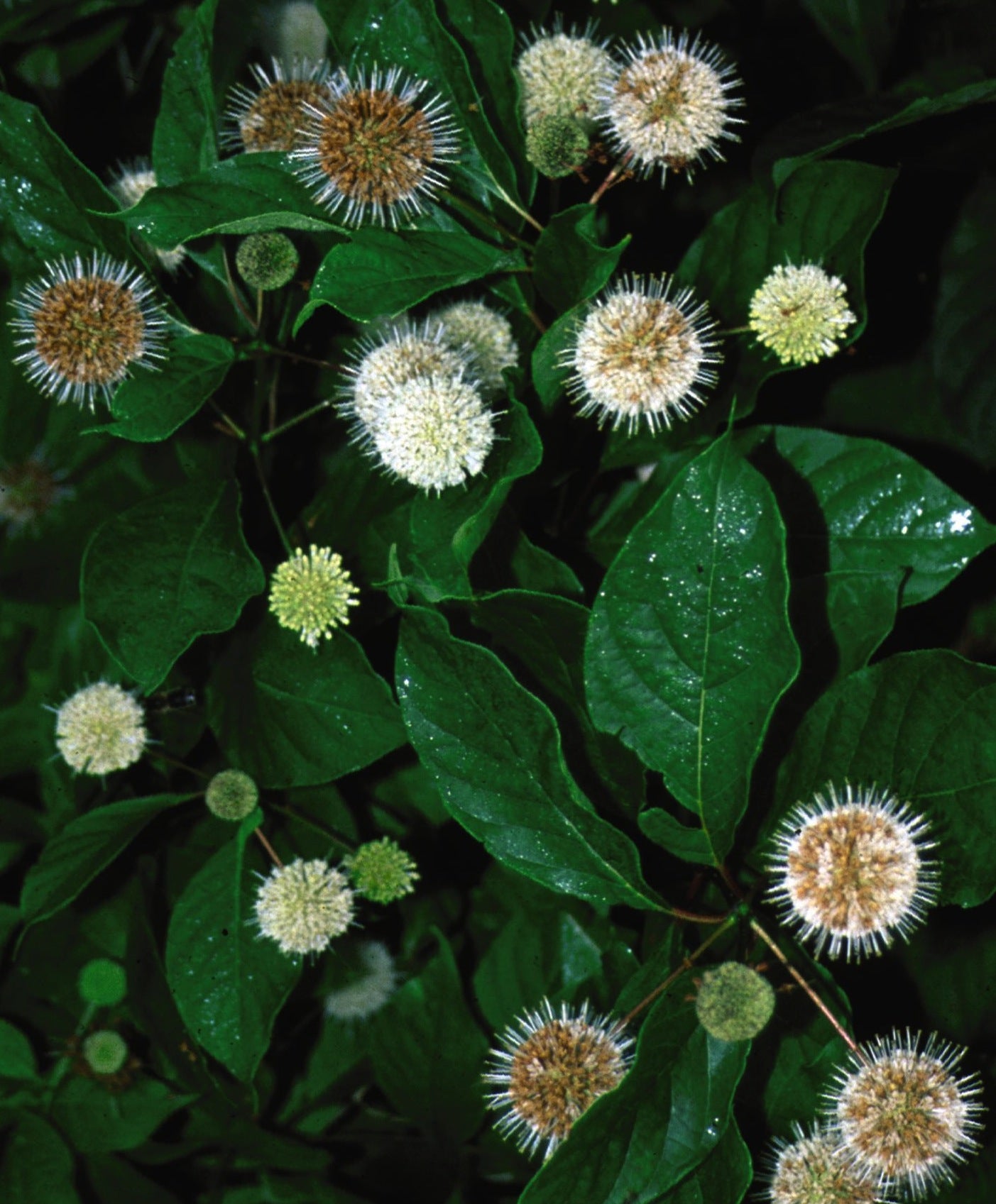 Cephalanthus occidentalis Buttonbush