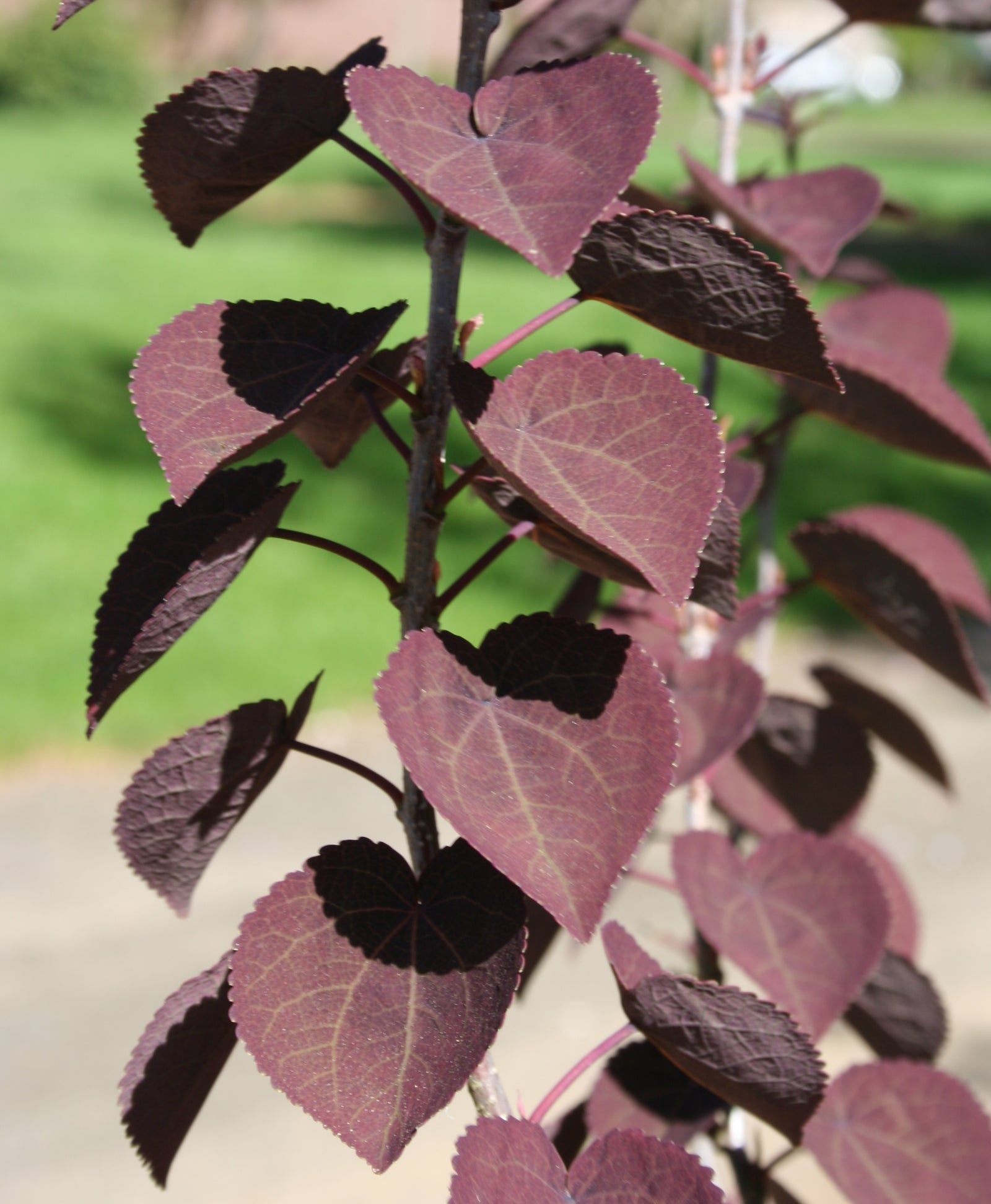 Cercidiphyllum japonicum Red Fox Rotfuchs Red Fox Katsura