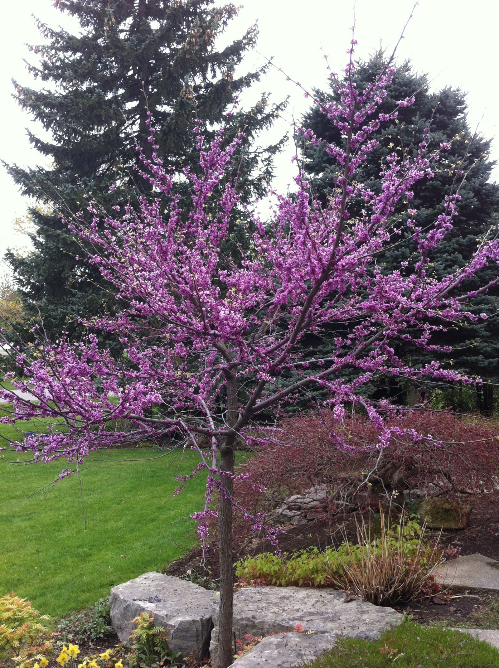 Cercis canadensis Eastern Redbud