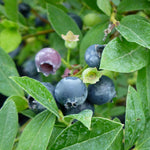 Vaccinium angustifolium Lowbush Blueberry