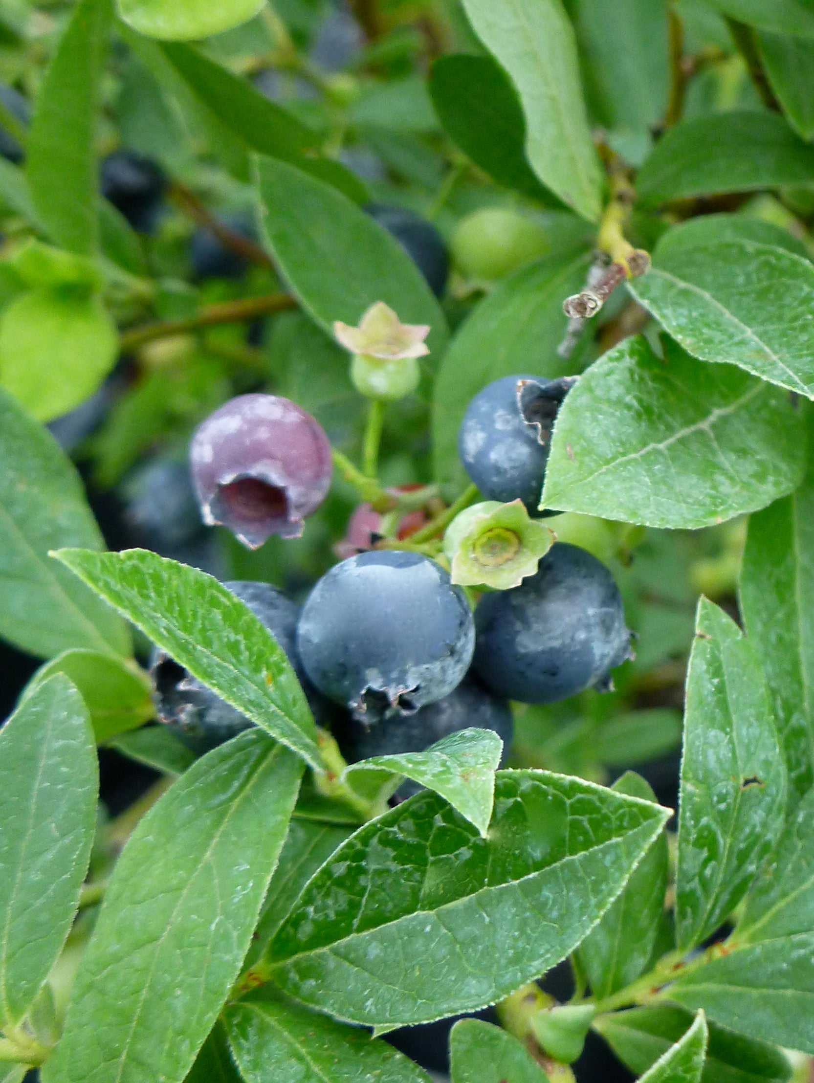 Vaccinium angustifolium Lowbush Blueberry