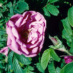 Rosa Pierette Pavement UHLwe Pierette Pavement Rose