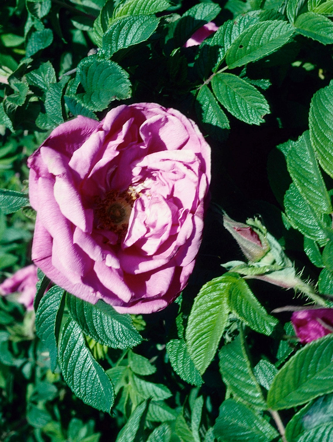 Rosa Pierette Pavement UHLwe Pierette Pavement Rose