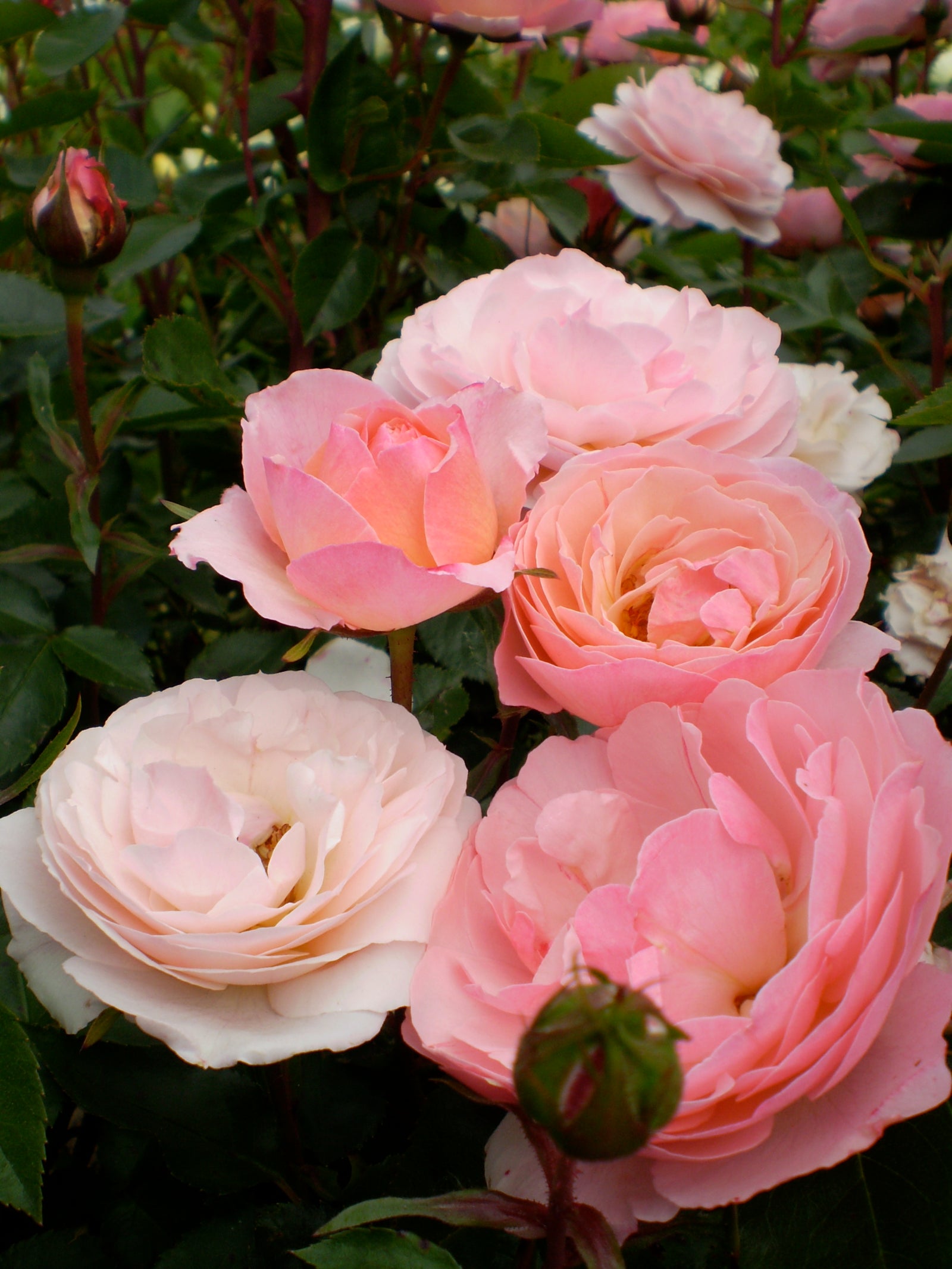 Rosa Easy Elegance Calypso BAIypso Calypso Rose