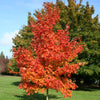 Acer saccharum Fall Fiesta Bailsta PP11119 Fall Fiesta Sugar Maple