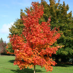 Acer saccharum Fall Fiesta Bailsta PP11119 Fall Fiesta Sugar Maple