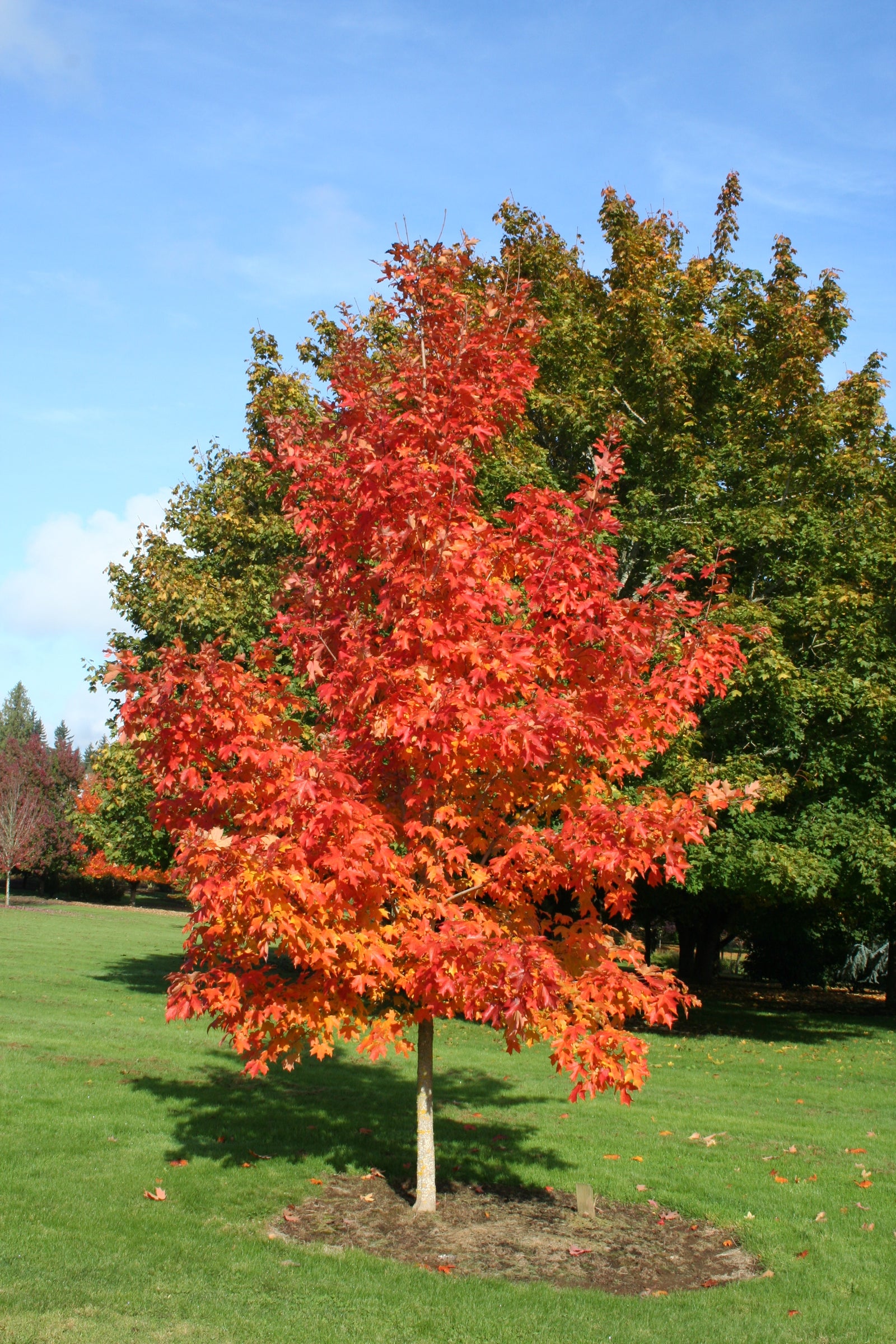 Acer saccharum Fall Fiesta Bailsta PP11119 Fall Fiesta Sugar Maple