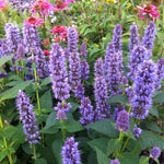 Agastache foeniculum Blue Fortune Anise Hyssop