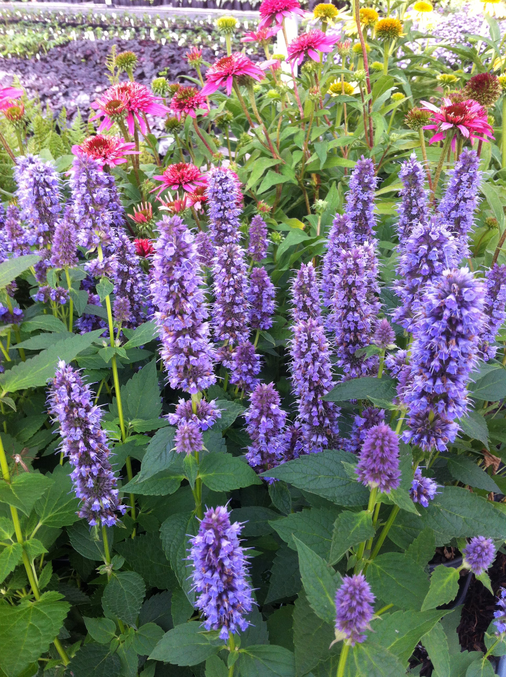 Agastache foeniculum Blue Fortune Anise Hyssop