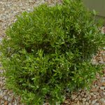 Ilex glabra Shamrock Shamrock Inkberry