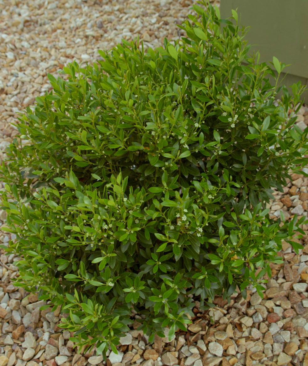 Ilex glabra Shamrock Shamrock Inkberry