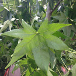 Liquidambar styraciflua Sweetgum