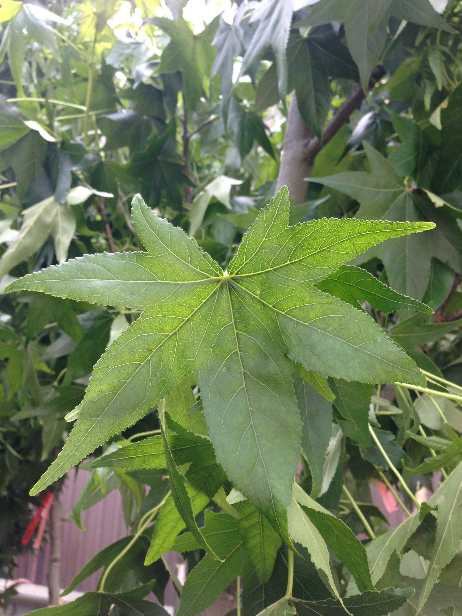 Liquidambar styraciflua Sweetgum