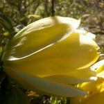 Magnolia x Butterflies PP7456 Butterflies Magnolia