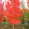 Acer saccharum Autumn Fest JFS KW8 PP22034 Autumn Fest Sugar Maple