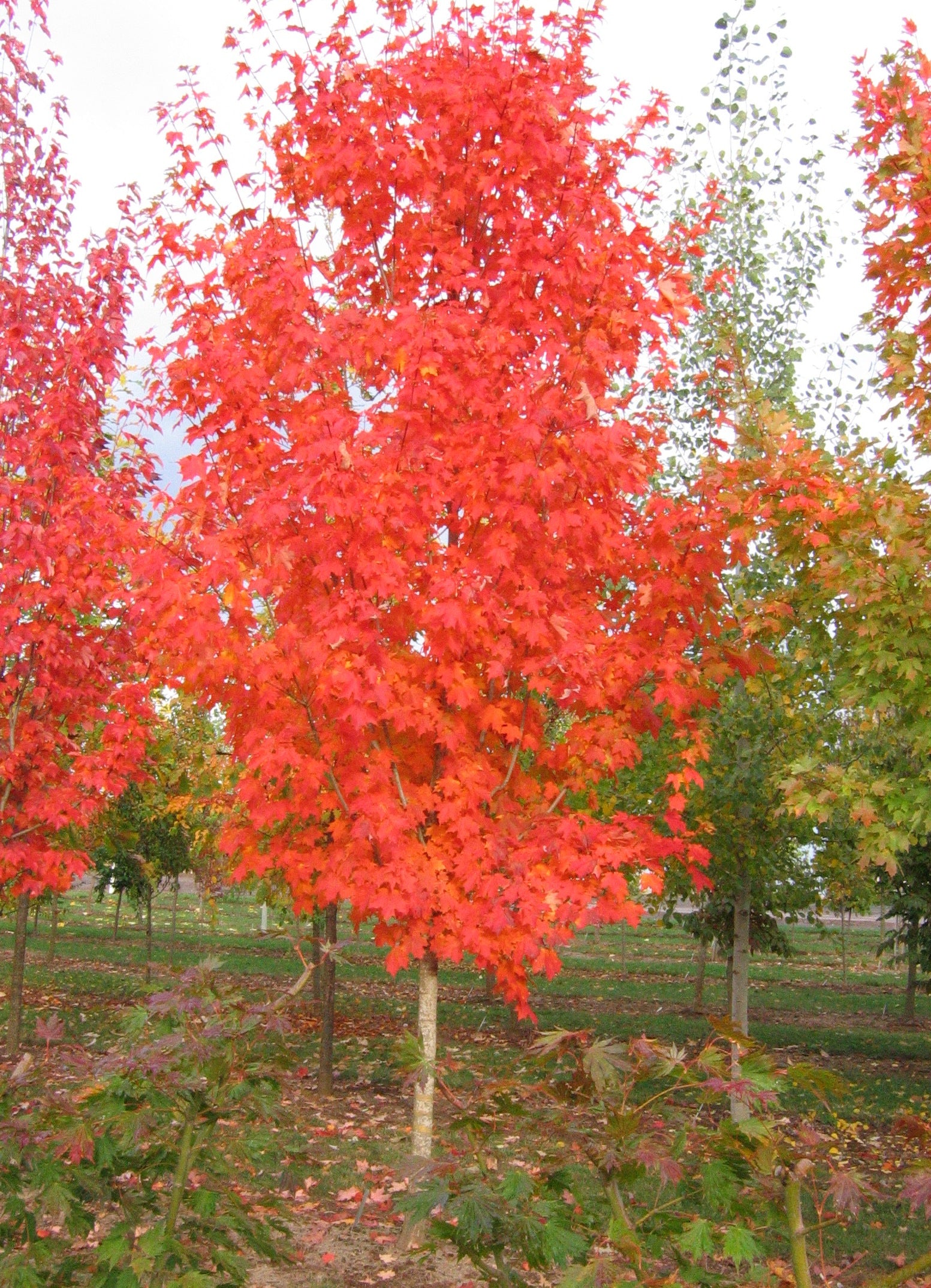 Acer saccharum Autumn Fest JFS KW8 PP22034 Autumn Fest Sugar Maple