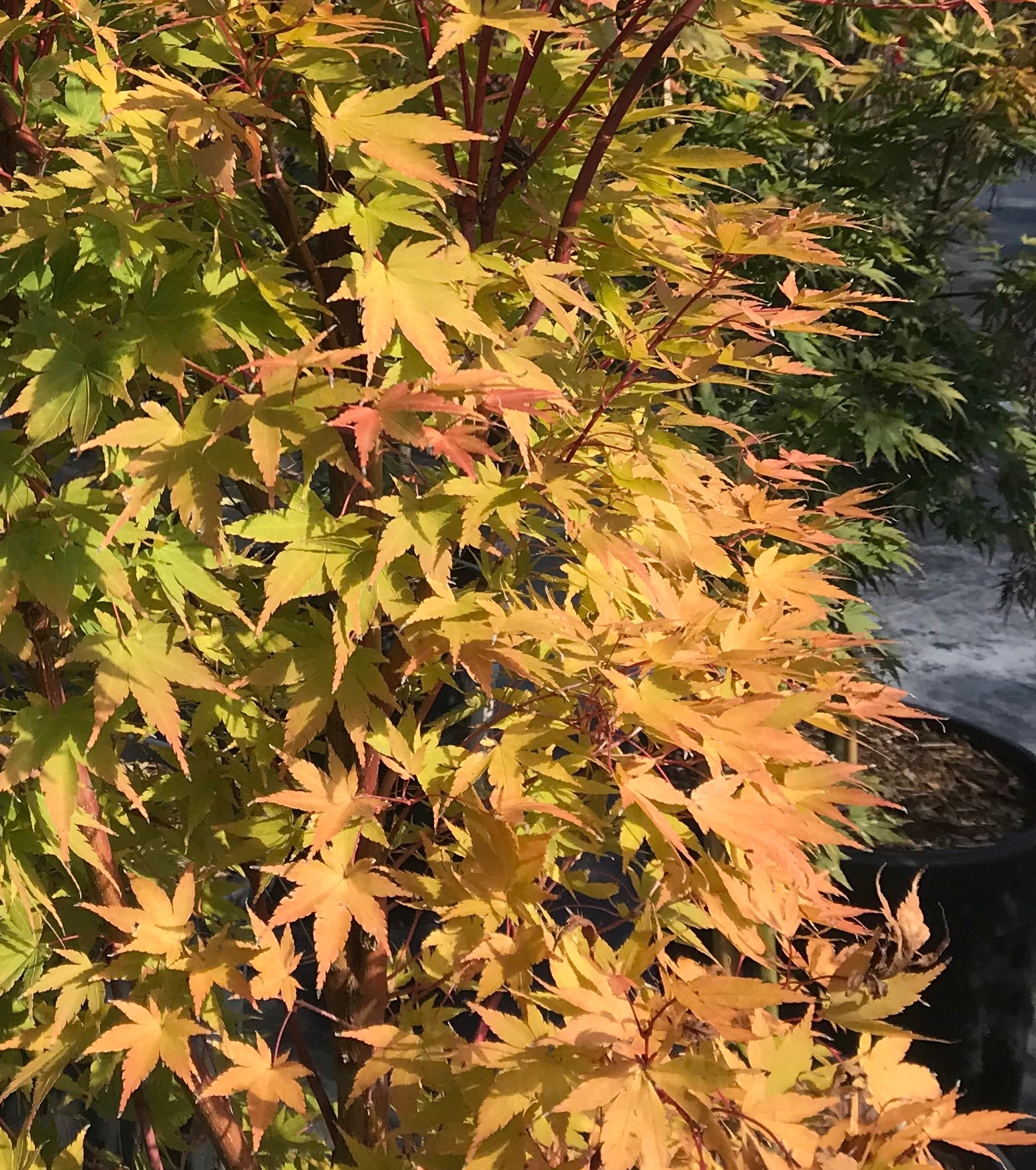 Acer palmatum Sango Kaku Coral Bark Japanese Maple