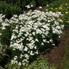 Achillea ptarmica The Pearl Sneezewort