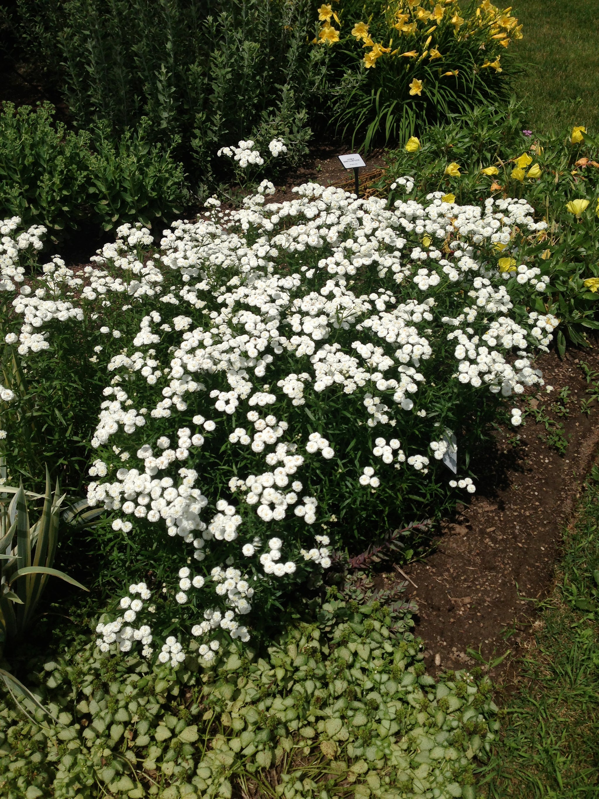 Achillea ptarmica The Pearl Sneezewort