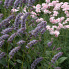 Agastache foeniculum Anise Hyssop