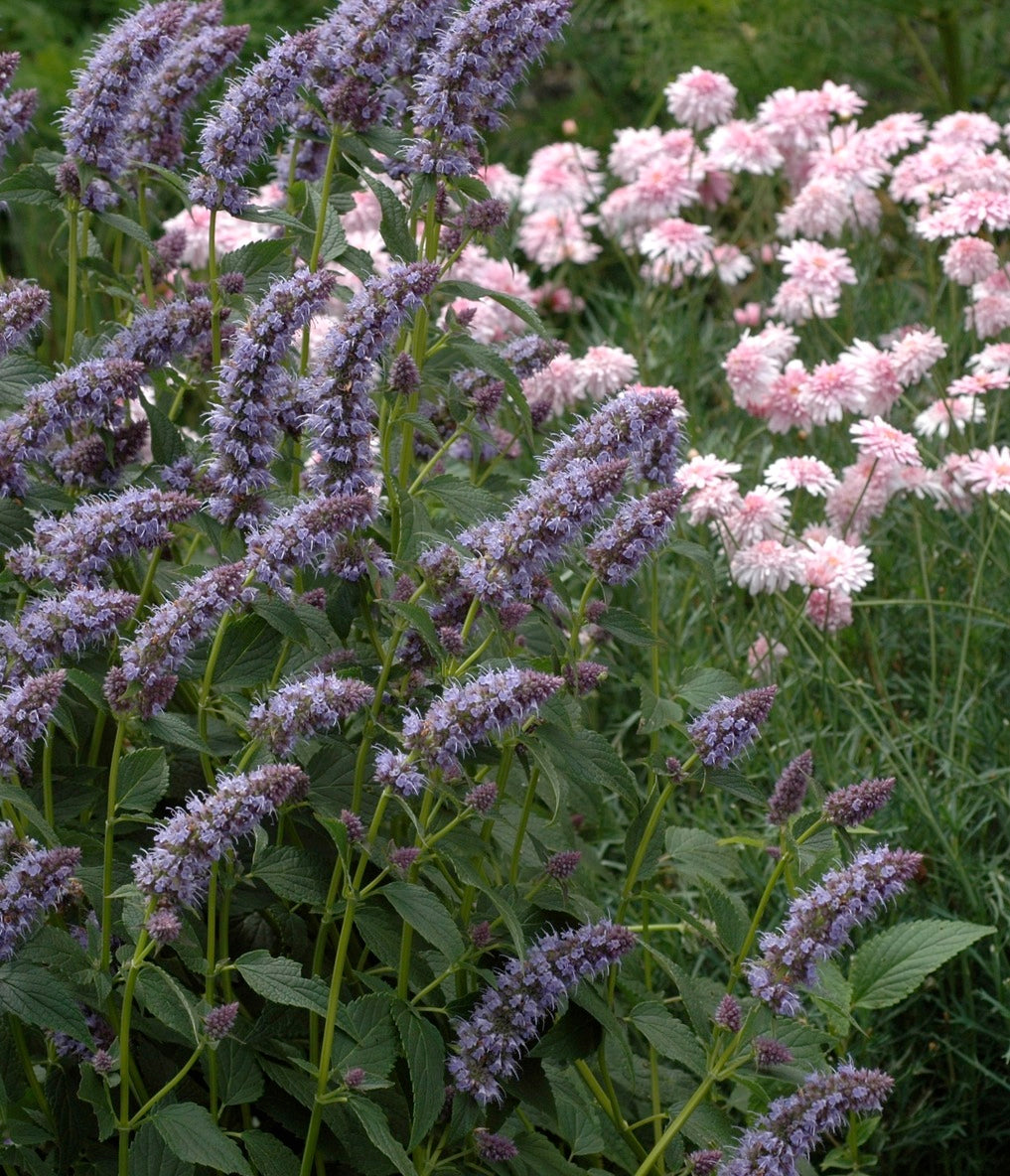 Agastache foeniculum Anise Hyssop