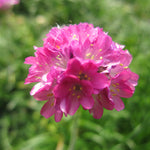 Armeria maritima Splendens Sea Thrift