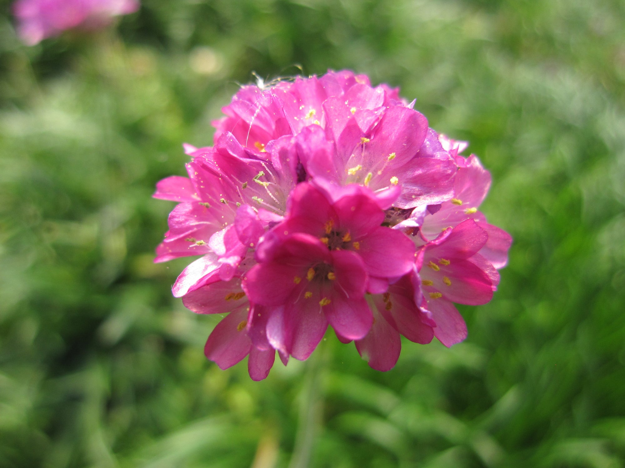 Armeria maritima Splendens Sea Thrift