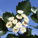 Crataegus mordenensis Snowbird Snowbird Hawthorn