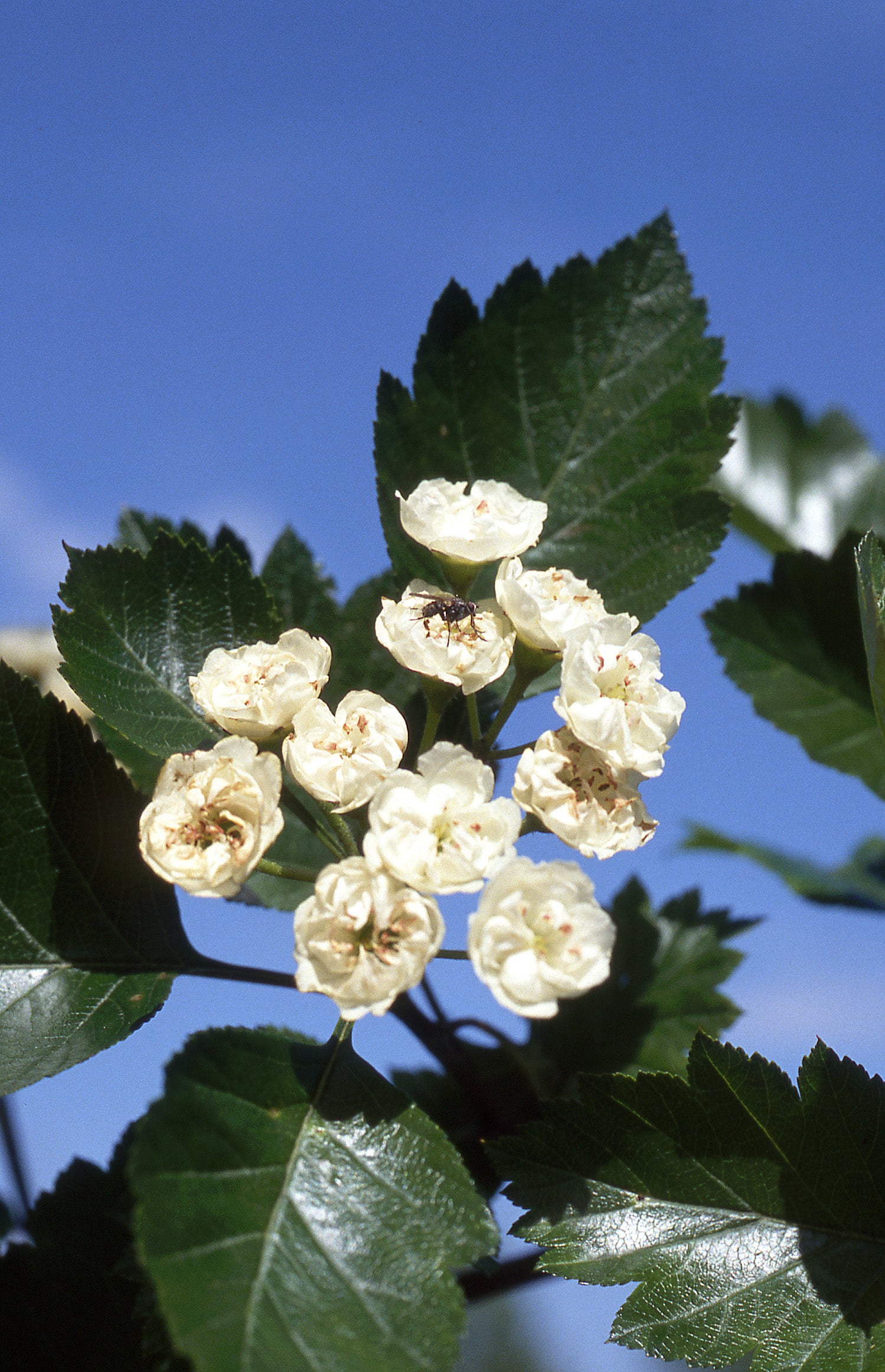 Crataegus mordenensis Snowbird Snowbird Hawthorn