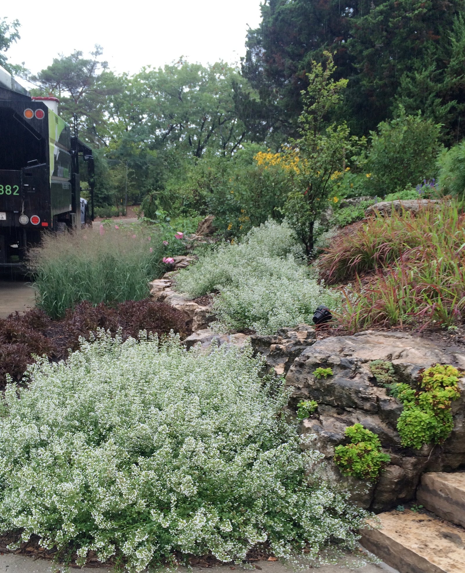 Calamintha nepeta subs. nepeta Calamint