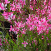 Gaura lindheimeri Siskiyou Pink Gaura