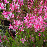 Gaura lindheimeri Siskiyou Pink Gaura