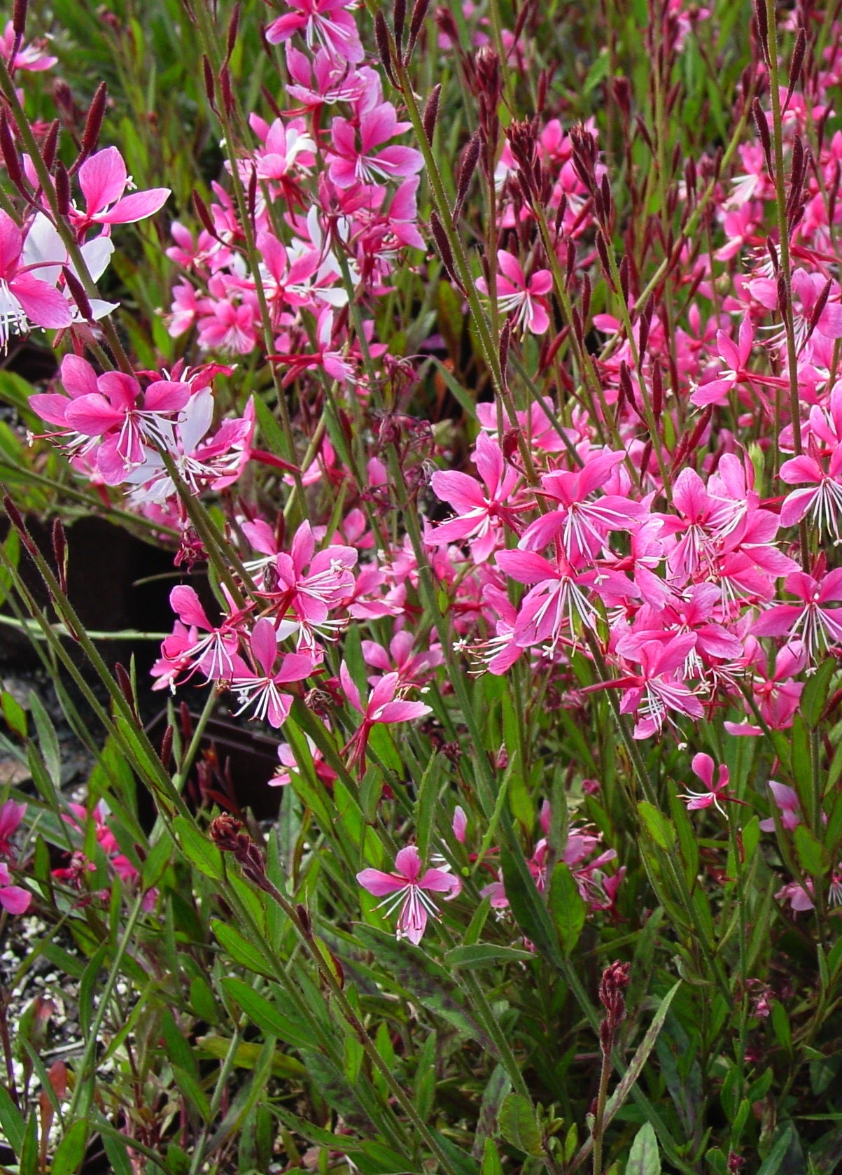 Gaura lindheimeri Siskiyou Pink Gaura