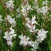 Gaura lindheimeri Whirling Butterflies Gaura