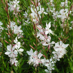 Gaura lindheimeri Whirling Butterflies Gaura