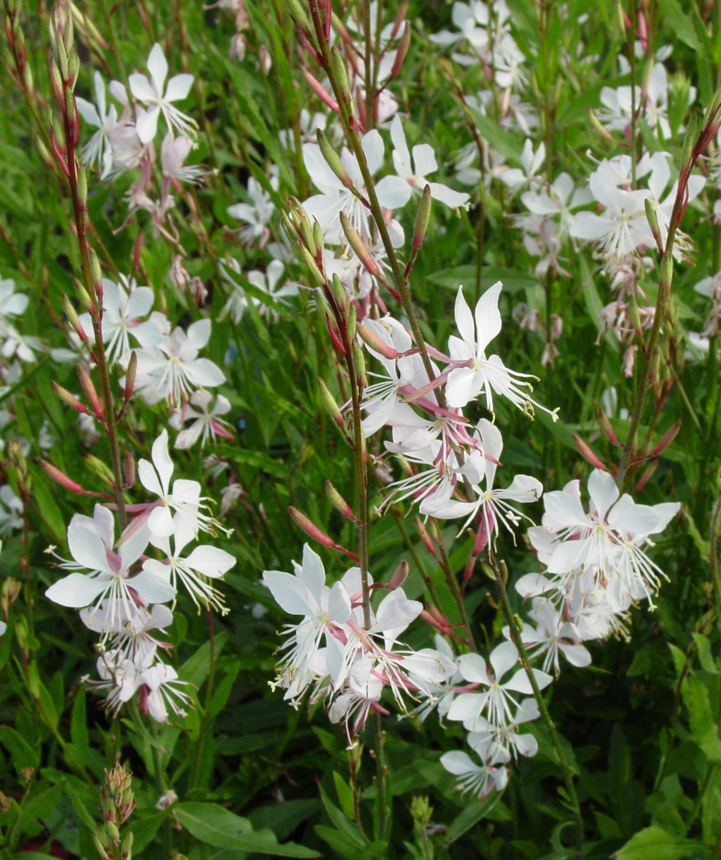 Gaura lindheimeri Whirling Butterflies Gaura