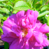 Rosa Hansa Hansa Rose