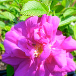 Rosa Hansa Hansa Rose