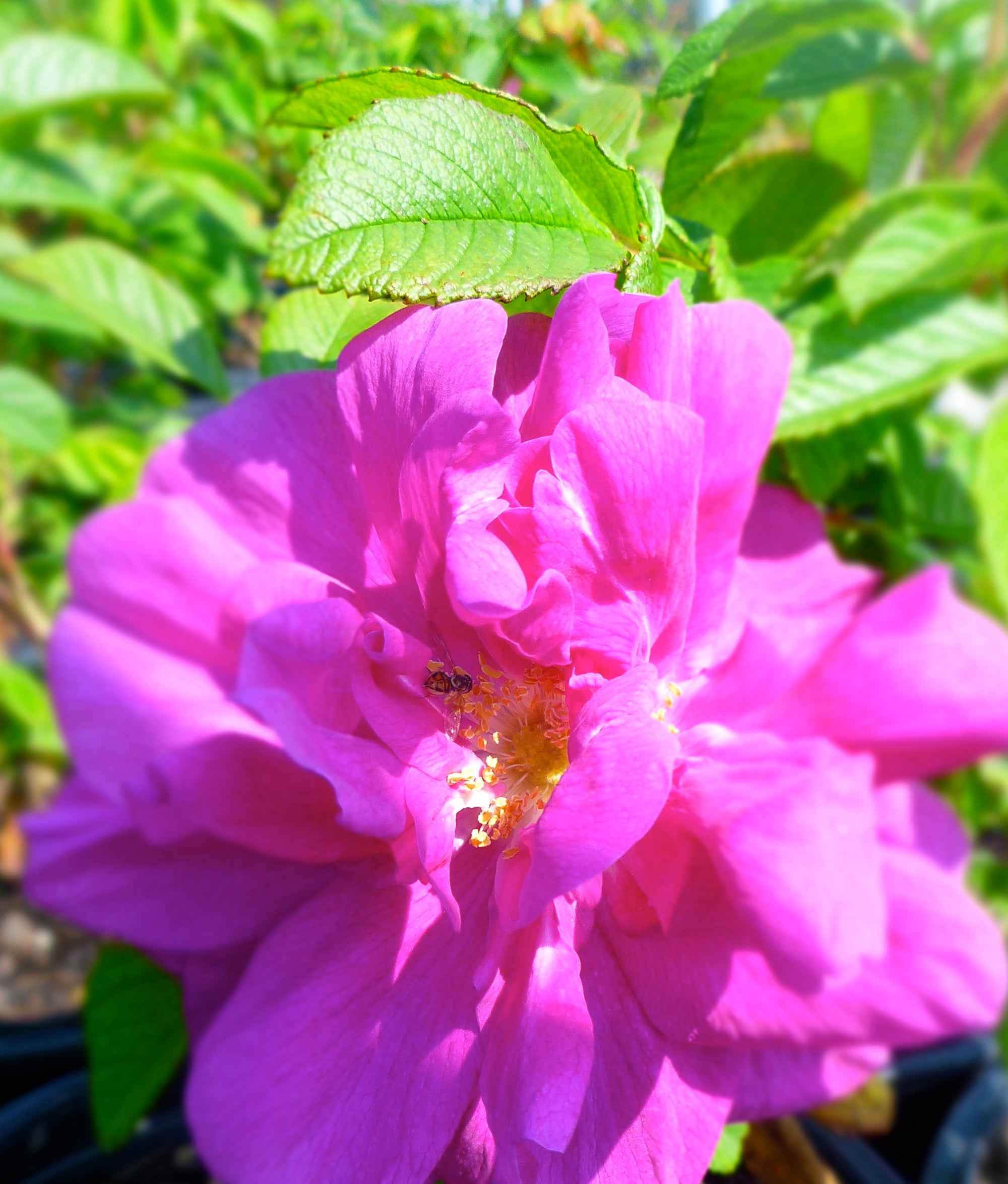 Rosa Hansa Hansa Rose