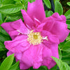 Rosa Purple Pavement Rotesmeer Purple Pavement Rose