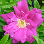 Rosa Purple Pavement Rotesmeer Purple Pavement Rose