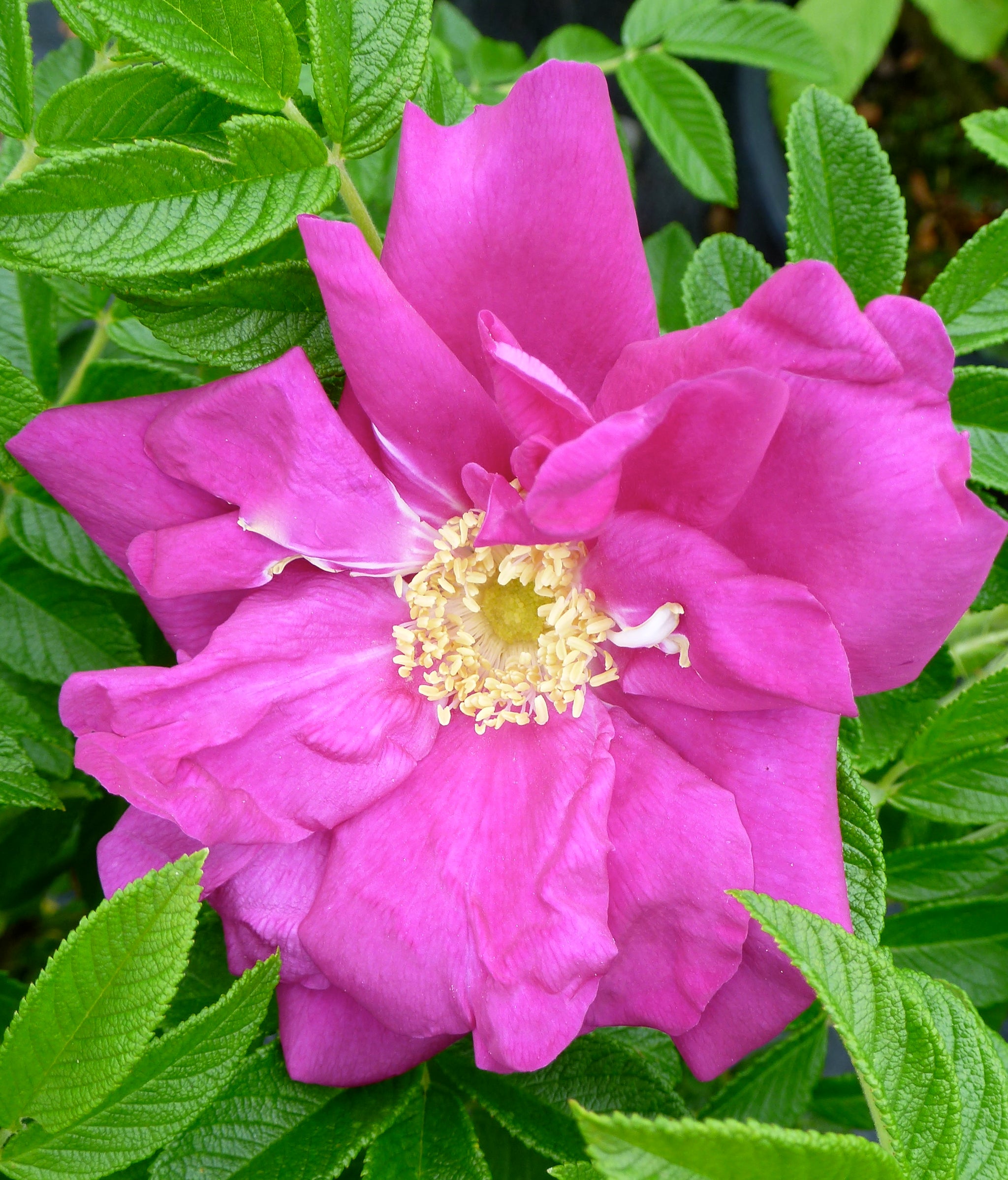 Rosa Purple Pavement Rotesmeer Purple Pavement Rose