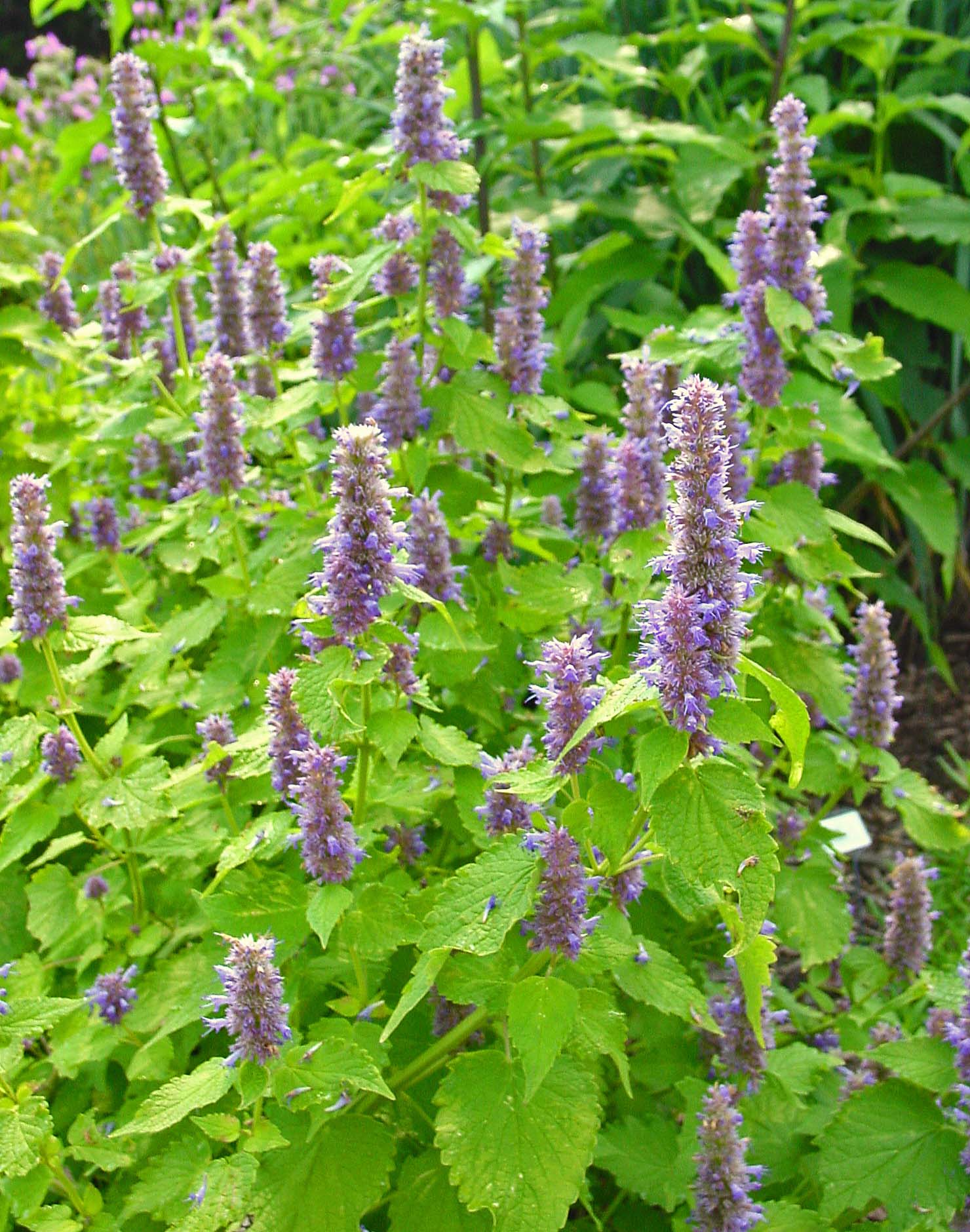 Agastache rugosa Golden Jubilee Golden Jubilee Hyssop