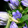 Gentiana x True Blue PP20433 Gentian