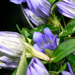 Gentiana x True Blue PP20433 Gentian