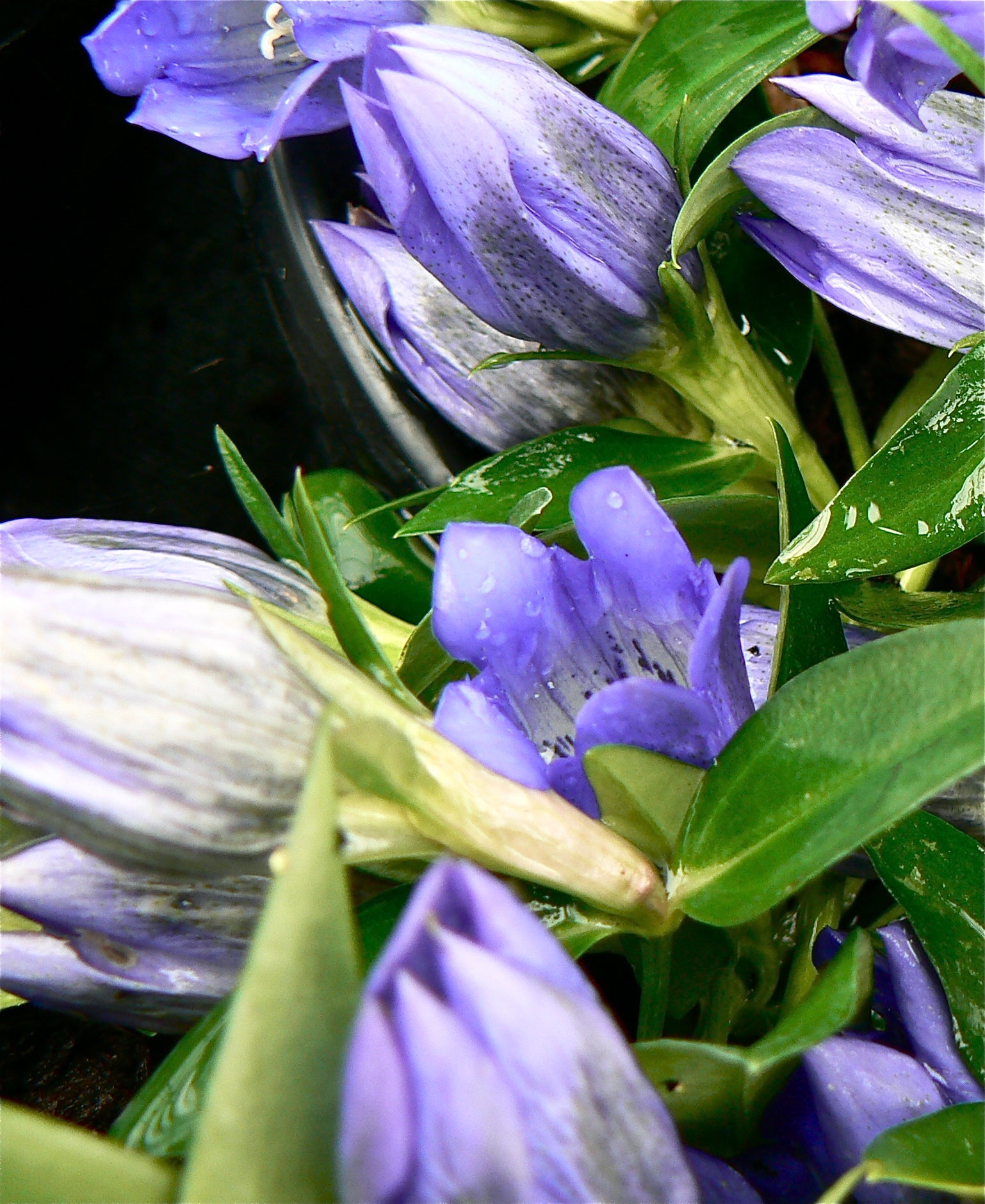 Gentiana x True Blue PP20433 Gentian